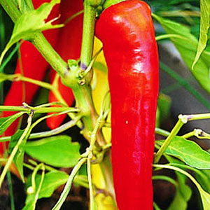 Paprika termesztése üvegházban